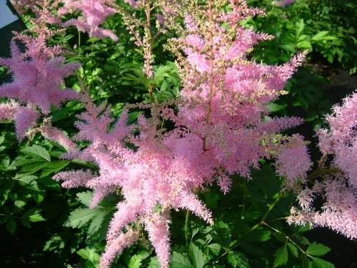 Astilbe - chinensis Maggie Daley